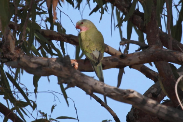 Princess Parrot