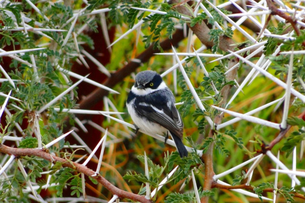 Pririt Batis