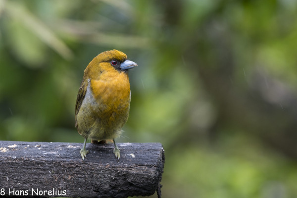 Prong-billed Barbet
