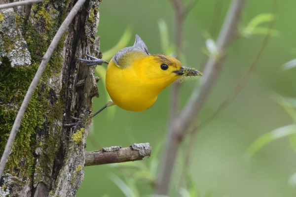 Prothonotary Warbler