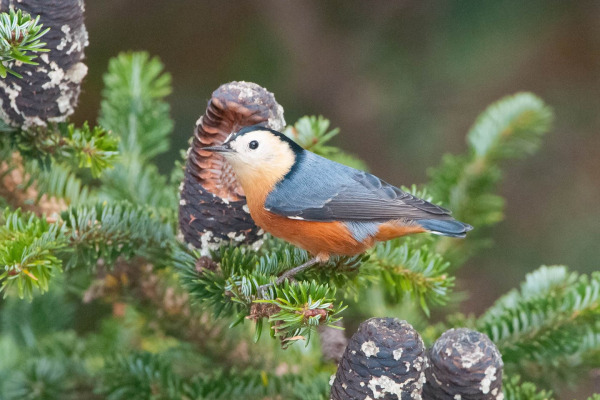 Przewalski's Nuthatch
