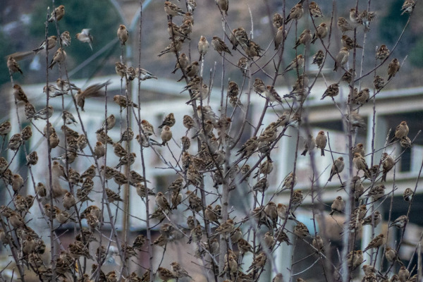 Przewalski's Rosefinch
