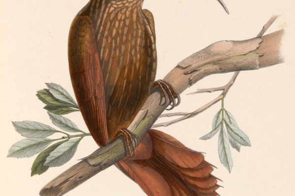 Pucheran's Woodpecker
