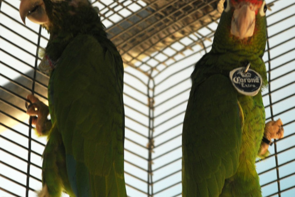 Puerto Rican Amazon