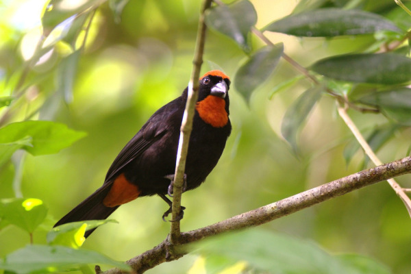 Puerto Rican Bullfinch
