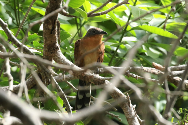 Puerto Rican Lizard-Cuckoo