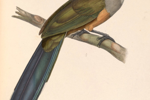 Puerto Rican Lizard-Cuckoo