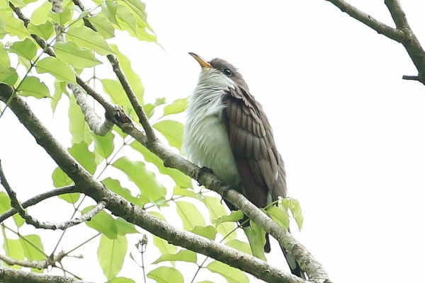 Puerto Rican Lizard-Cuckoo