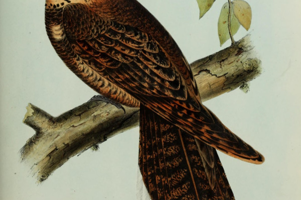 Puerto Rican Nightjar