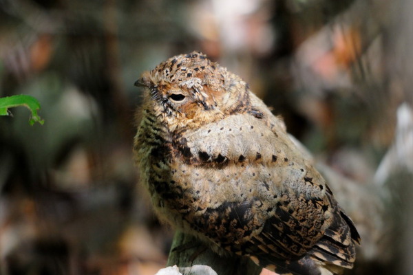 Puerto Rican Nightjar