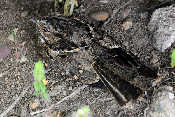 Puerto Rican Nightjar