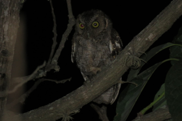 Puerto Rican Screech Owl