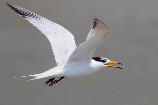 Puerto Rican tern