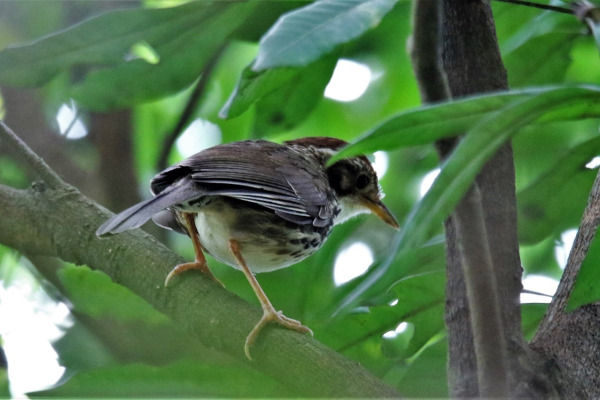 Puff-throated babbler