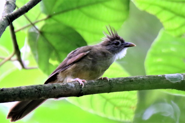 Puff-throated bulbul