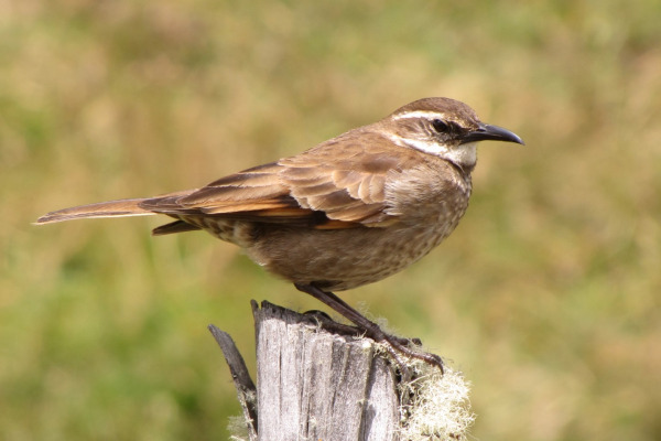 Puna Cinclodes