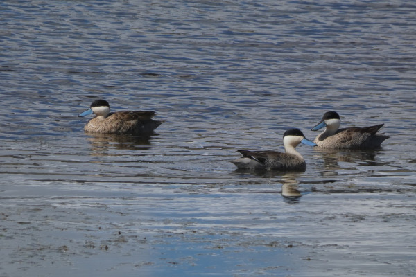 Puna Teal