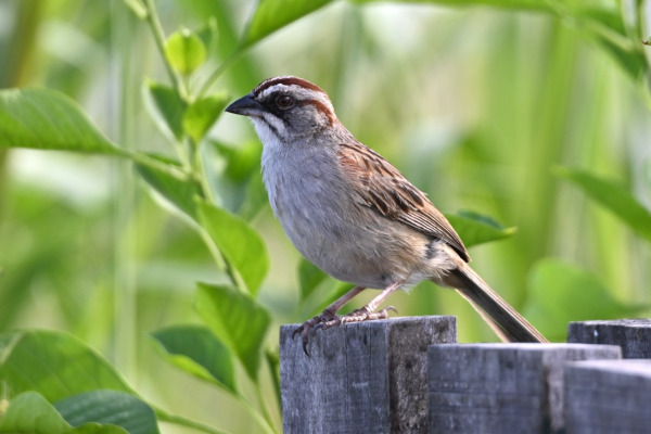 Puna Yellow-Finch