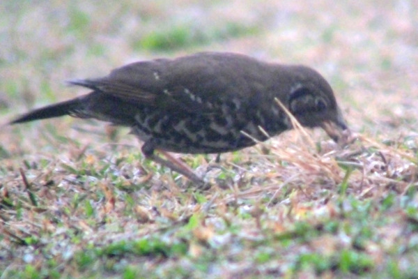 Purple-backed Thrush