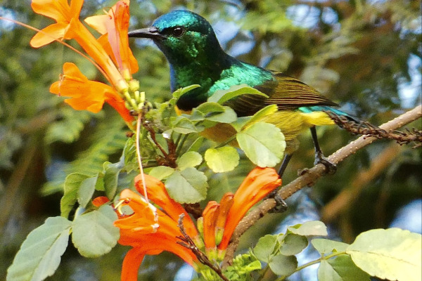 Purple-banded Sunbird