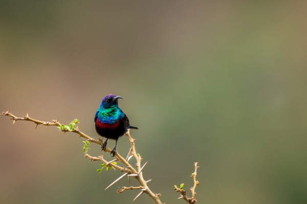 Purple-banded Sunbird