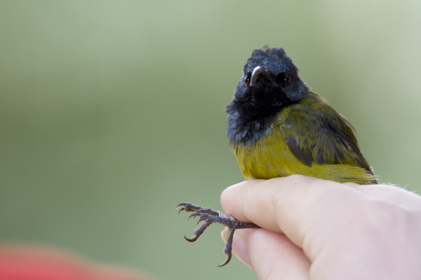 Purple-banded Sunbird