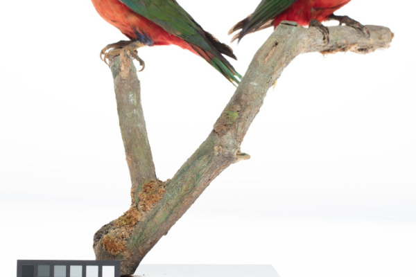 Purple-bellied Lory