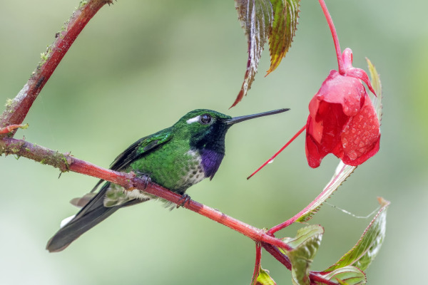 Purple-bibbed Whitetip