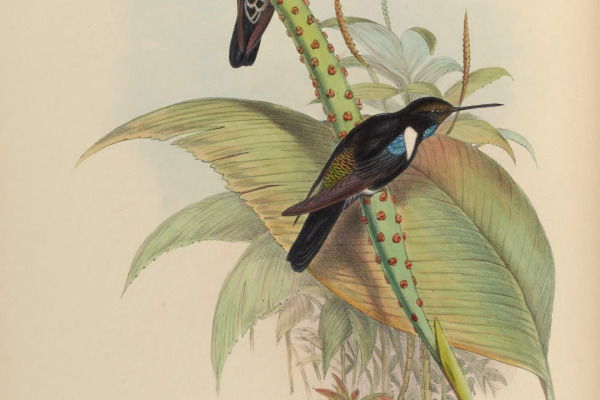 Purple-bibbed Whitetip