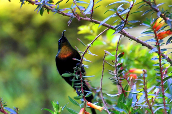 Purple-breasted Sunbird