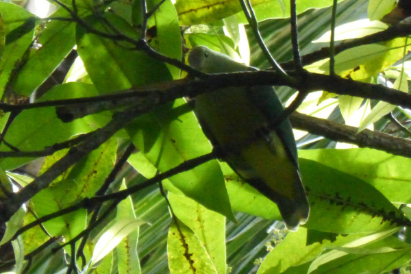 Purple-capped Fruit Dove