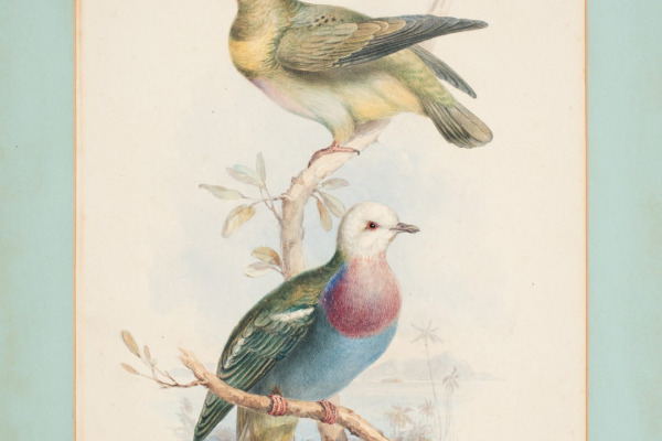 Purple-capped Fruit Dove