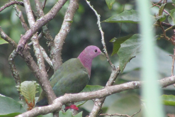 Purple-capped Fruit Dove