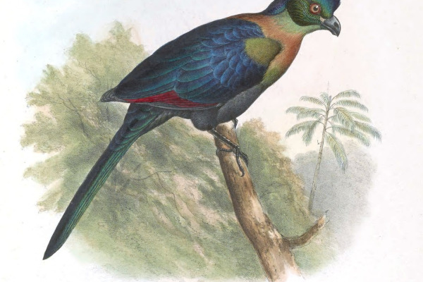 Purple-crested Turaco