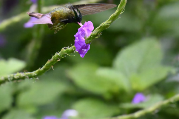 Purple-crowned Fairy
