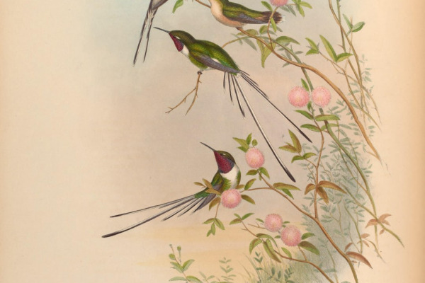 Purple-crowned Fairy