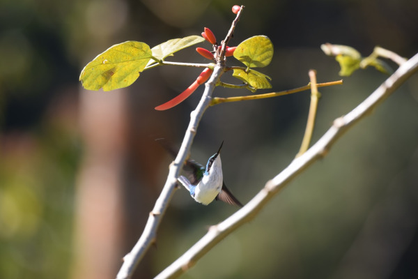 Purple-crowned Fairy