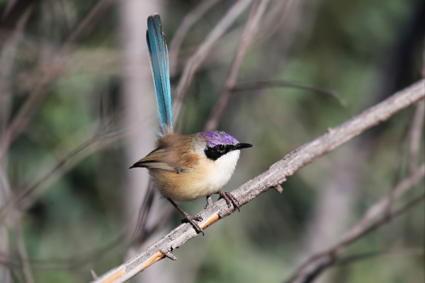 Purple-crowned Fairywren