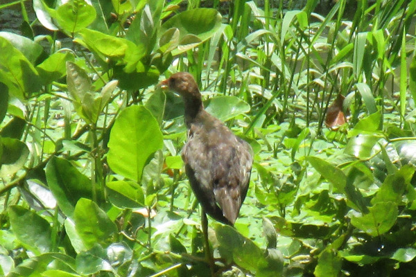 Purple Gallinule