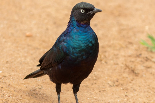 Purple Glossy-starling