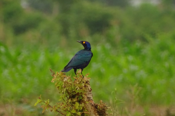 Purple Glossy Starling