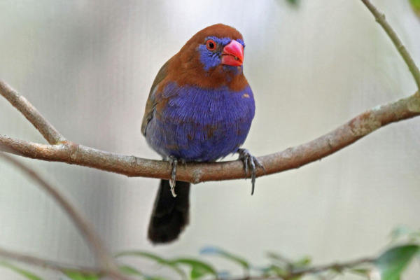 Purple Grenadier