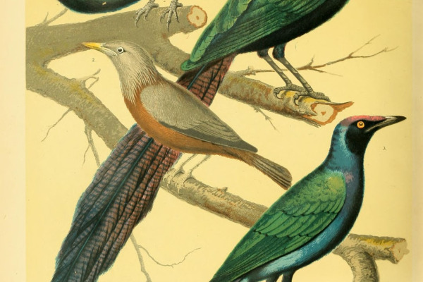 Purple-headed Starling