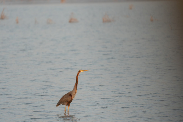 Purple Heron