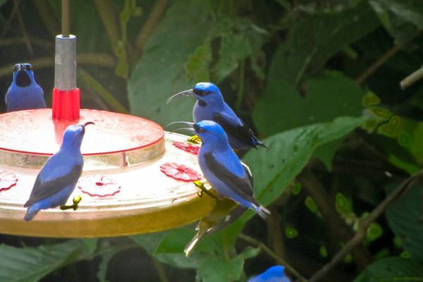 Purple Honeycreeper