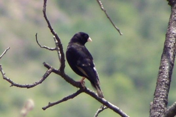 Purple Indigobird