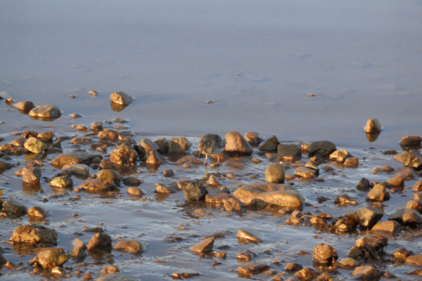 Purple Sandpiper