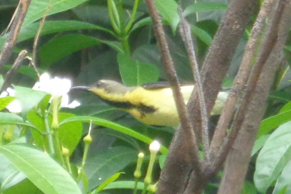 Purple Sunbird