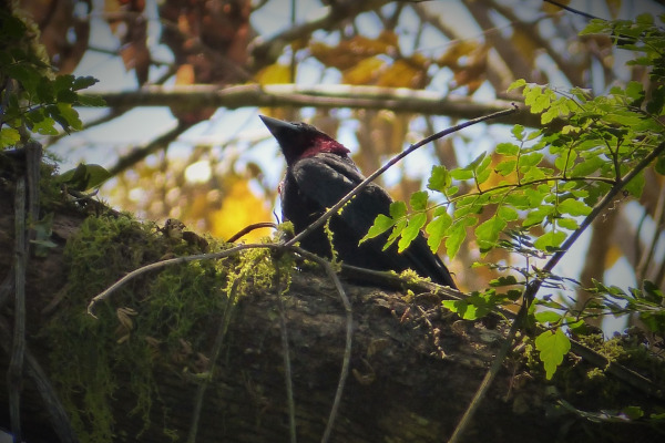 Purple-throated Cotinga