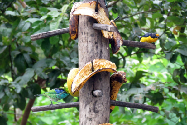 Purple-throated Euphonia